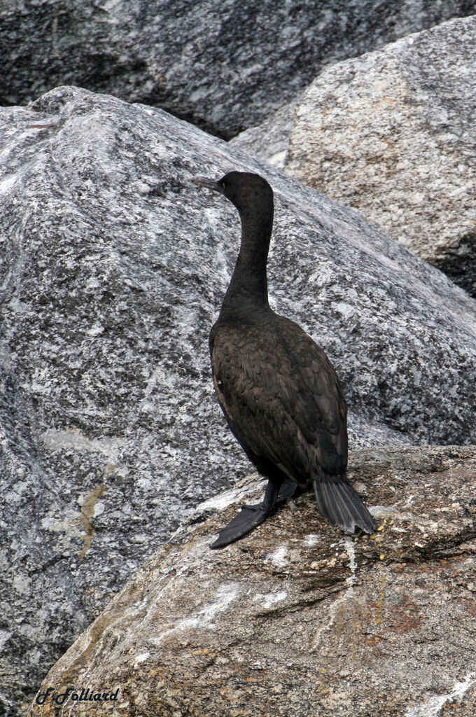 Bank Cormorantadult, identification