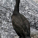 Cormoran des bancs