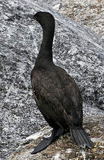 Cormoran des bancs