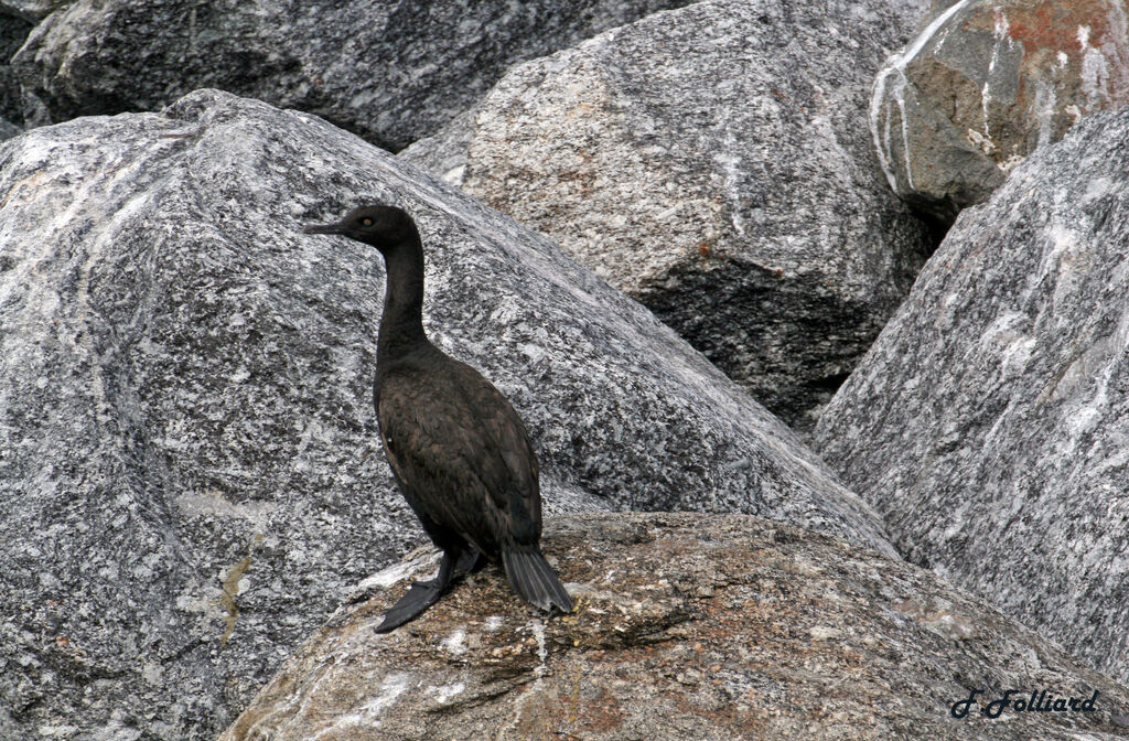 Cormoran des bancsadulte, identification