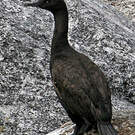 Cormoran des bancs