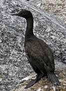 Bank Cormorant