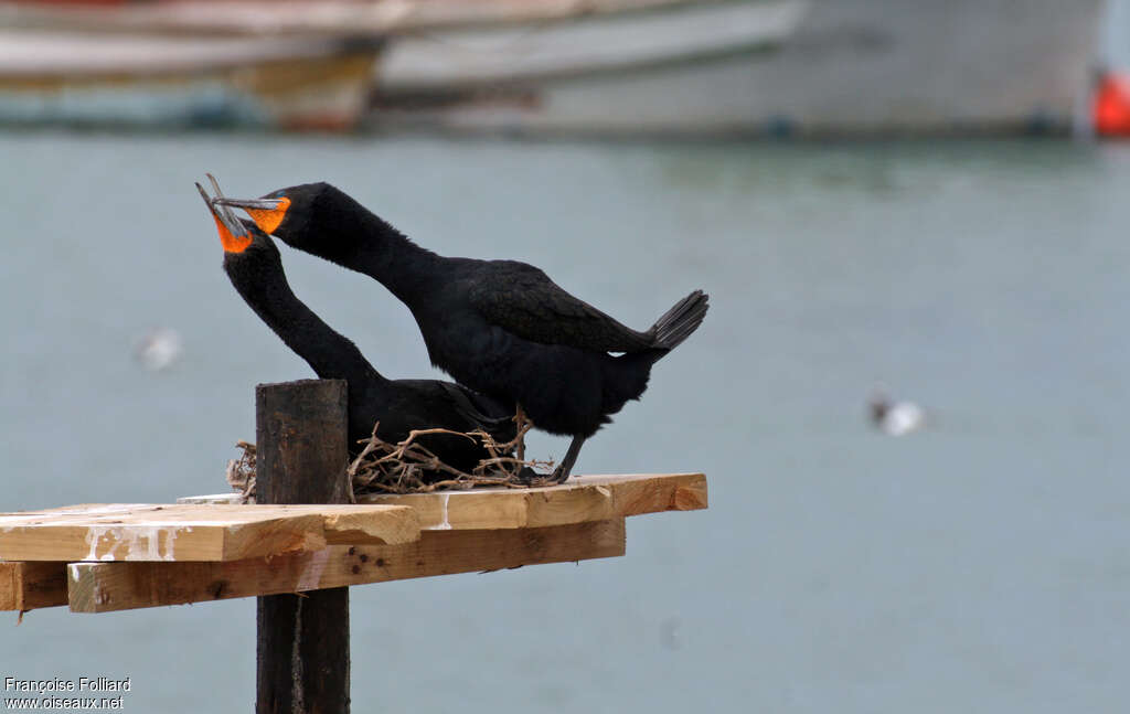 Cape Cormorantadult breeding, pigmentation, courting display, Reproduction-nesting, Behaviour