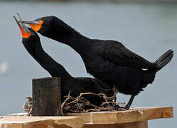 Cape Cormorant