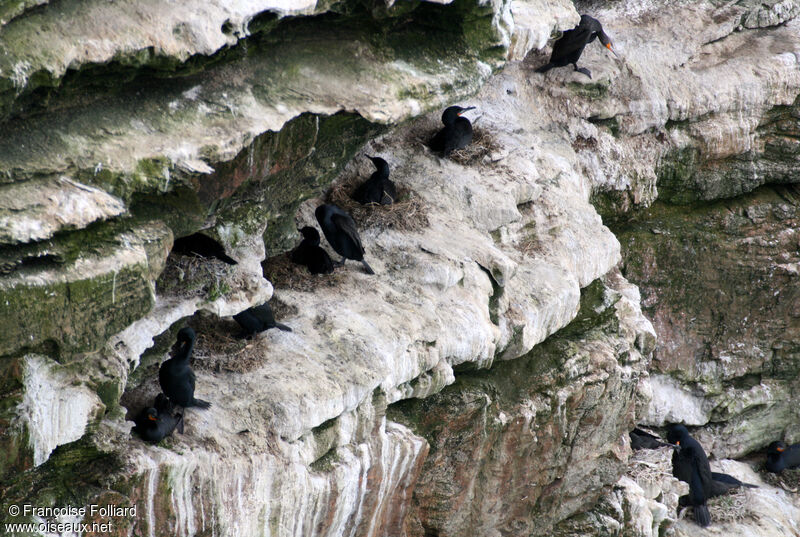 Cape Cormorant adult, Reproduction-nesting
