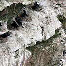 Cormoran du Cap