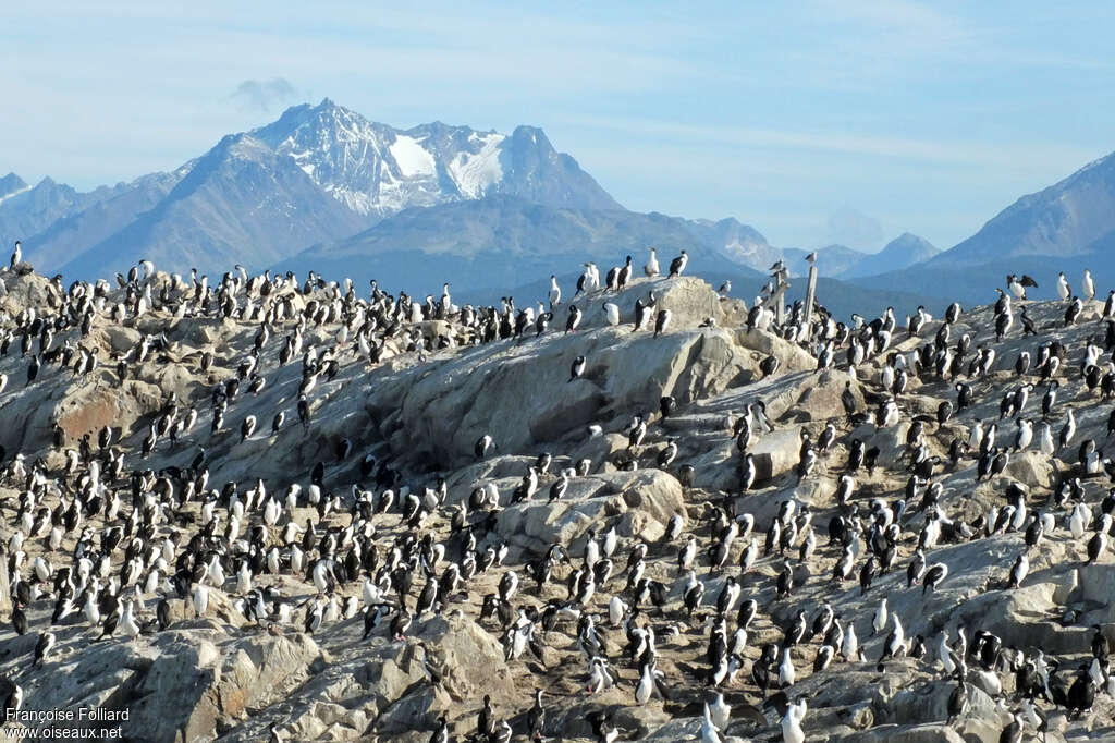 Cormoran impérial, habitat, r. coloniale