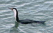Cormoran varié