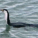 Cormoran varié