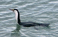 Cormoran varié
