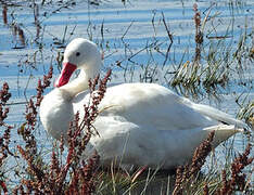 Coscoroba Swan