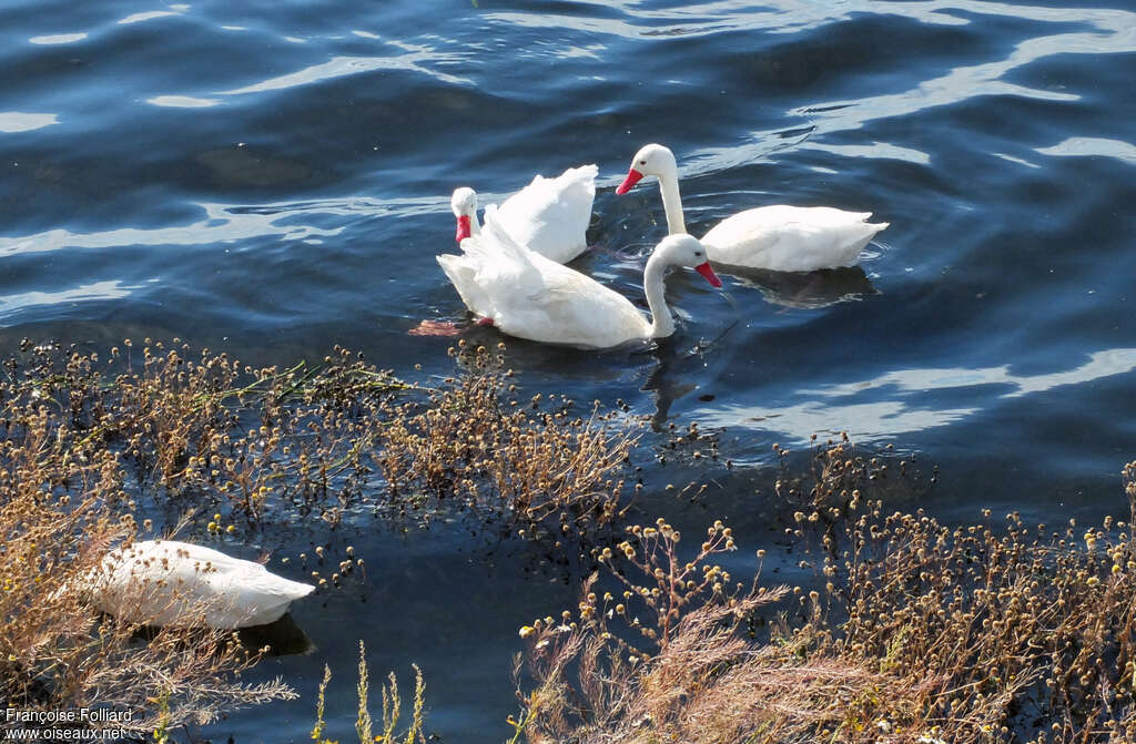 Coscoroba Swanadult, pigmentation, courting display