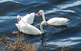 Coscoroba Swan