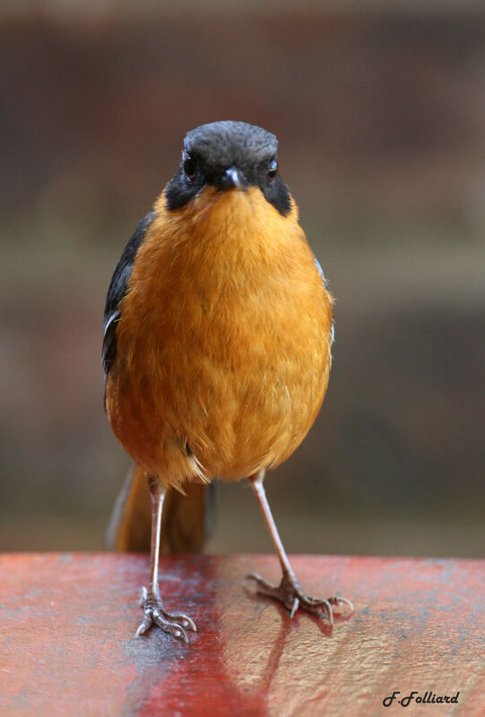 Chorister Robin-Chat male adult, identification