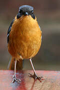 Chorister Robin-Chat