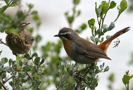 Cape Robin-Chat