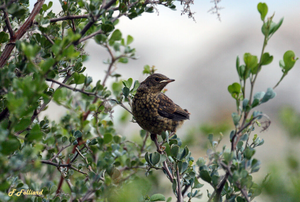 Cape Robin-Chatjuvenile, identification