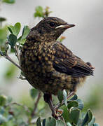 Cape Robin-Chat