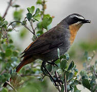 Cape Robin-Chat