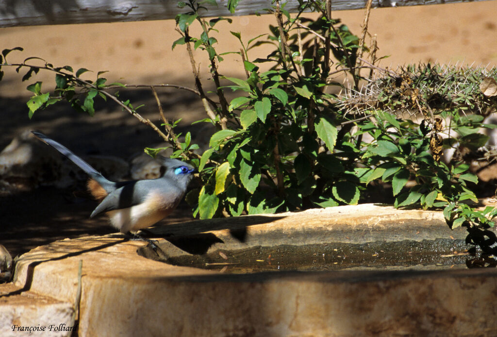 Crested Couaadult, identification