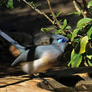 Coua huppé