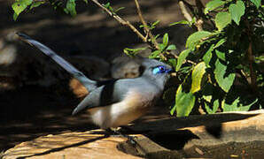 Crested Coua