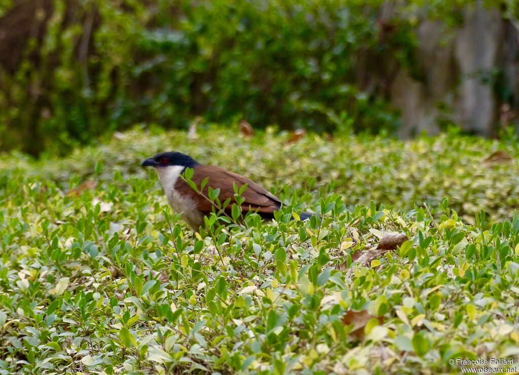 Coucal du Sénégal, identification