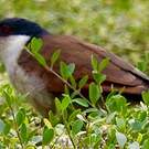 Coucal du Sénégal