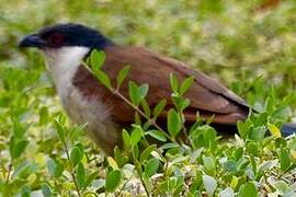 Senegal Coucal