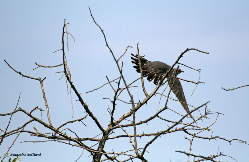 Common Cuckooadult, Flight