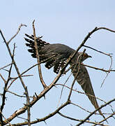 Common Cuckoo