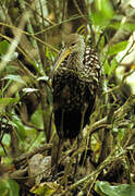 Limpkin