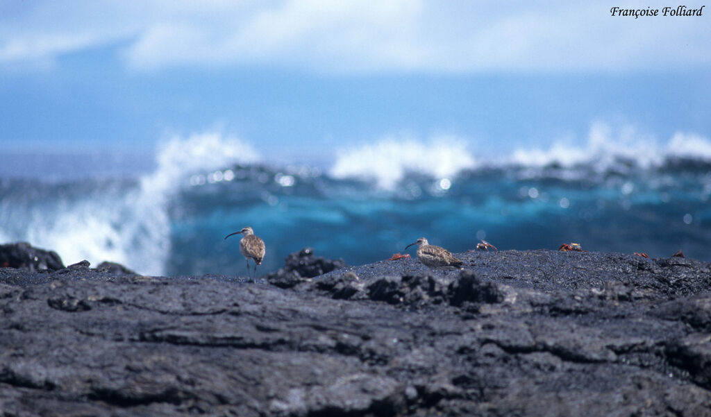 Long-billed Curlewadult, identification