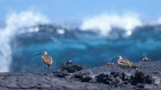 Long-billed Curlew