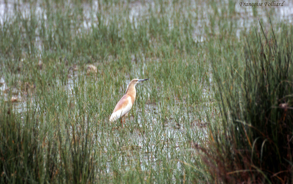 Crabier cheveluadulte, identification