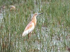 Squacco Heron