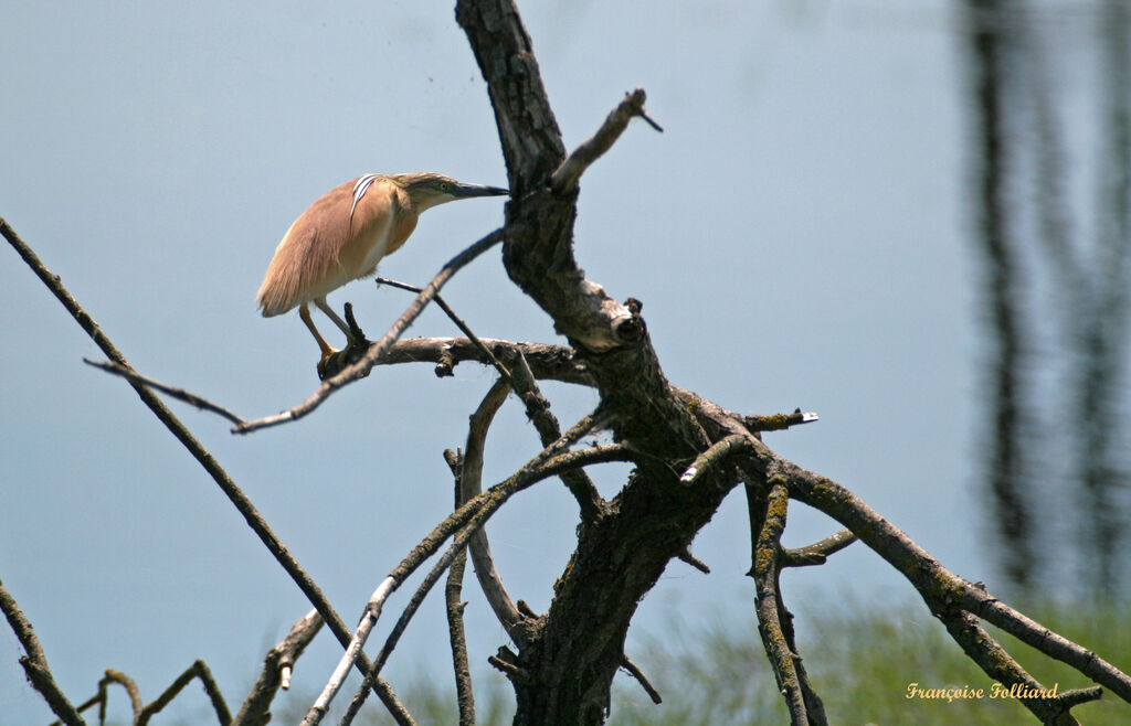 Squacco Heronadult, identification