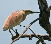 Squacco Heron