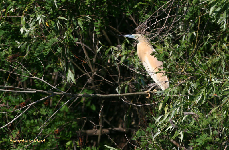 Squacco Heron male adult breeding, identification