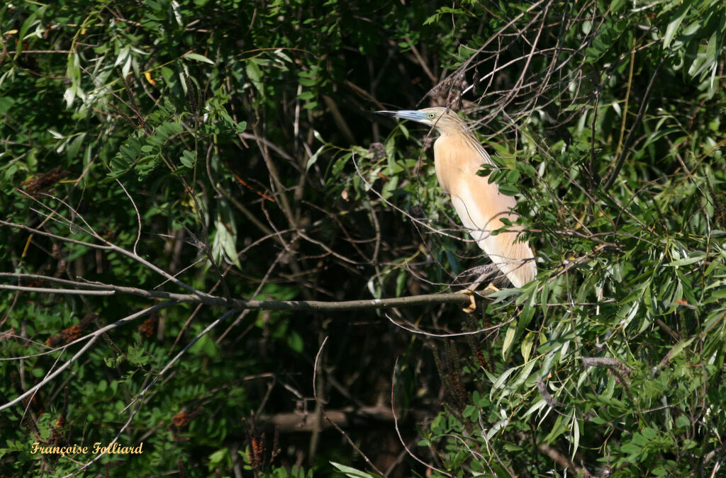 Crabier chevelu mâle adulte nuptial, identification