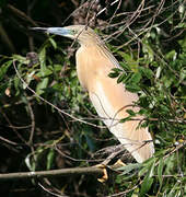 Squacco Heron