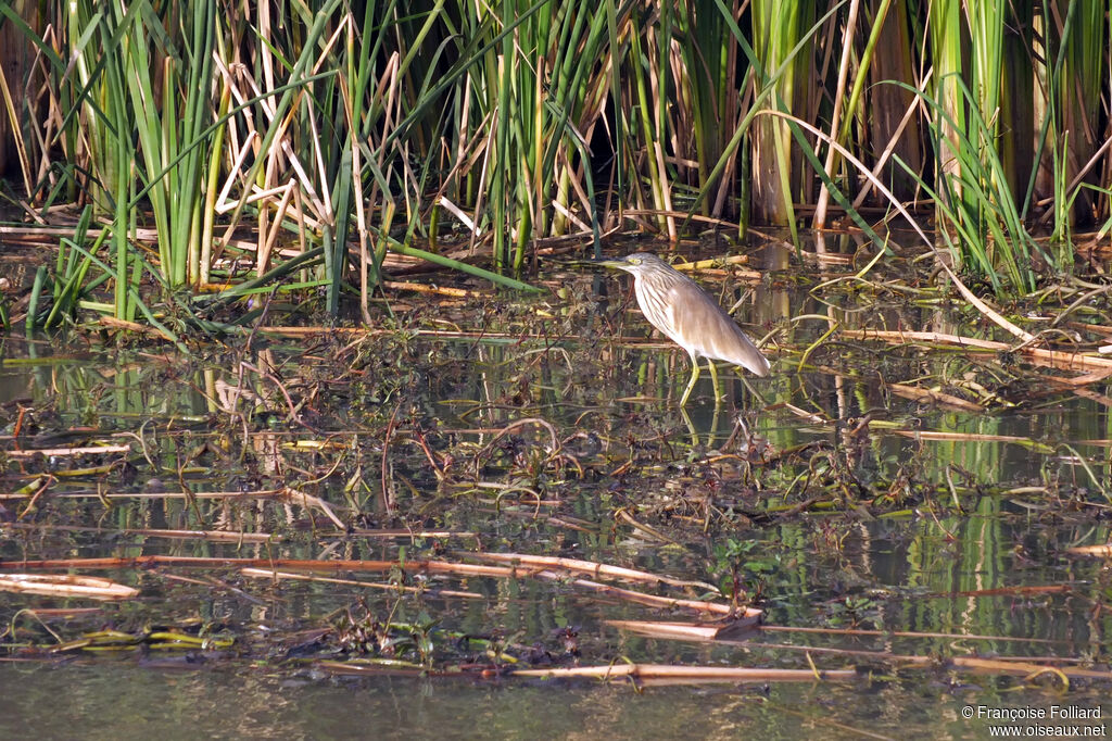 Crabier chevelu, identification