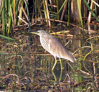 Squacco Heron