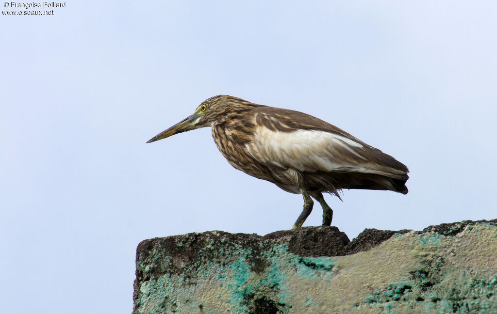 Indian Pond Heron, identification