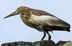 Indian Pond Heron