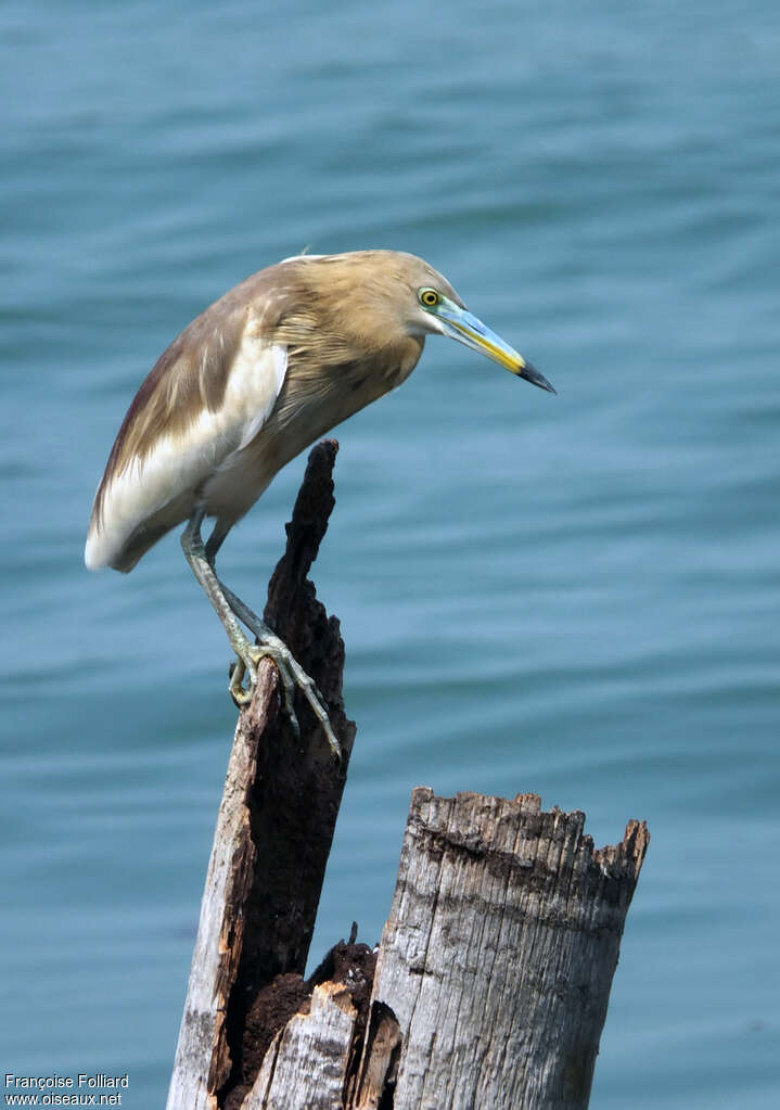 Indian Pond Heronadult breeding, identification