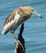 Indian Pond Heron