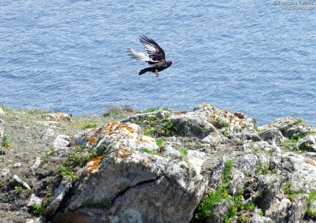 Red-billed Chough, Flight