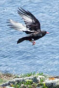 Red-billed Chough