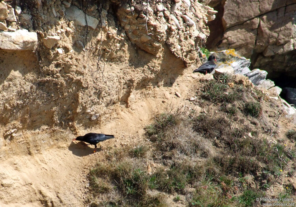 Red-billed Chough